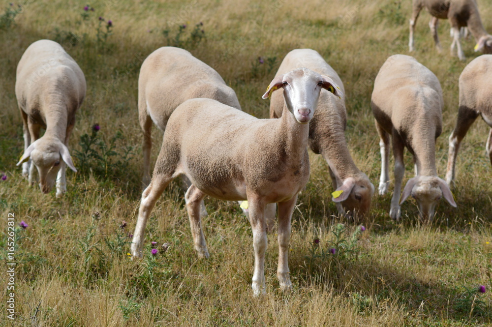 Fototapeta premium Stado owiec