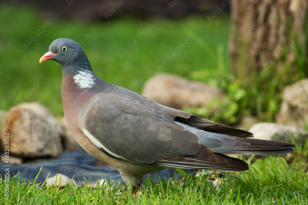 Fototapeta premium Close view on Wood pigeon (Columba palumbus) on green grass