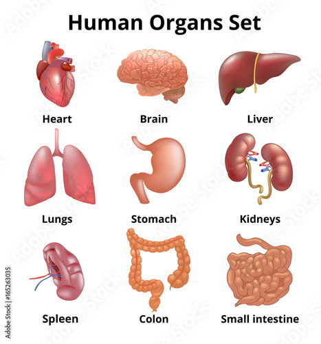 Realistic human organs set anatomy