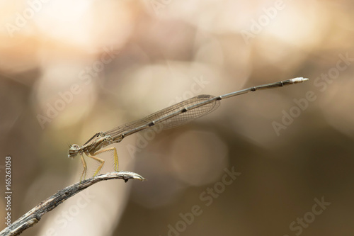 Dragonfly in Thailand and Southeast Asia.