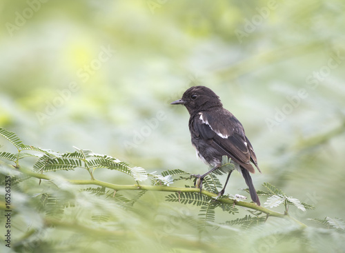 Pied Bush Chat photo