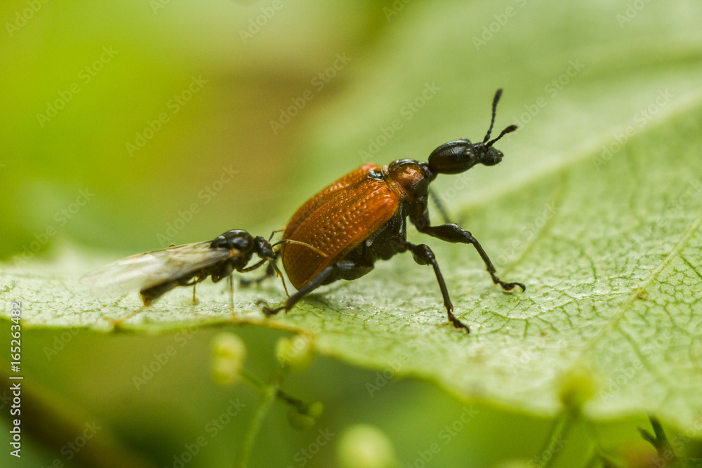 Help among insects Help among insects
