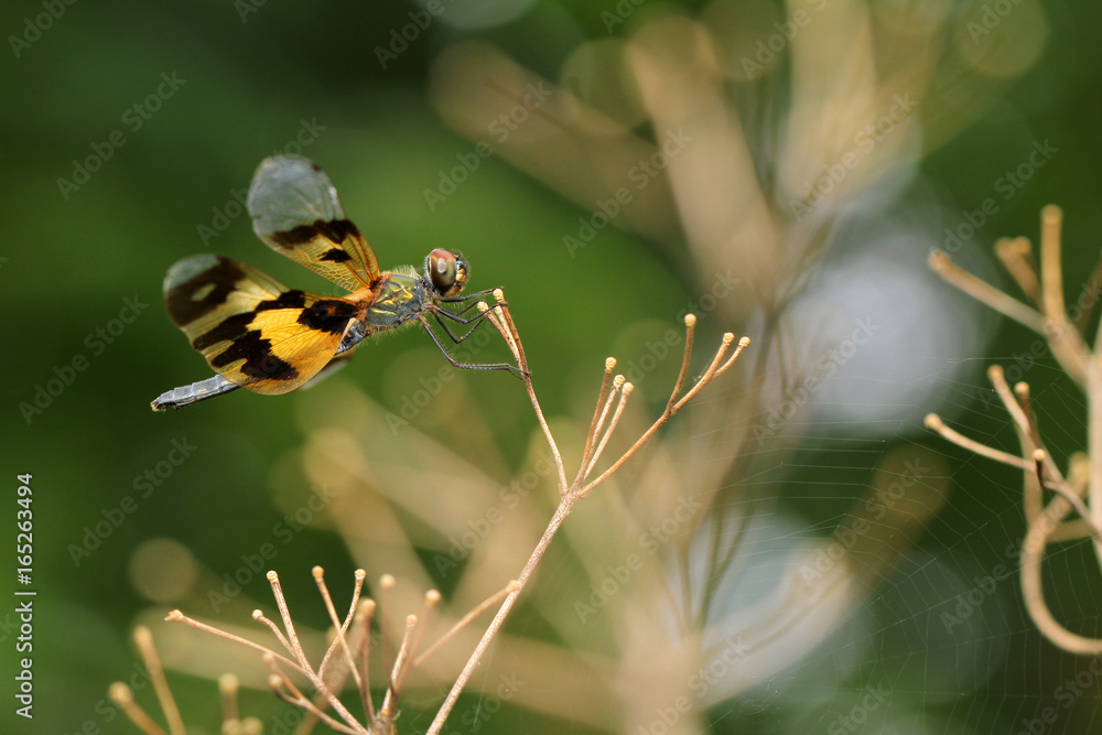 Dragonfly in Thailand and Southeast Asia. Dragonfly in Thailand and Southeast Asia.