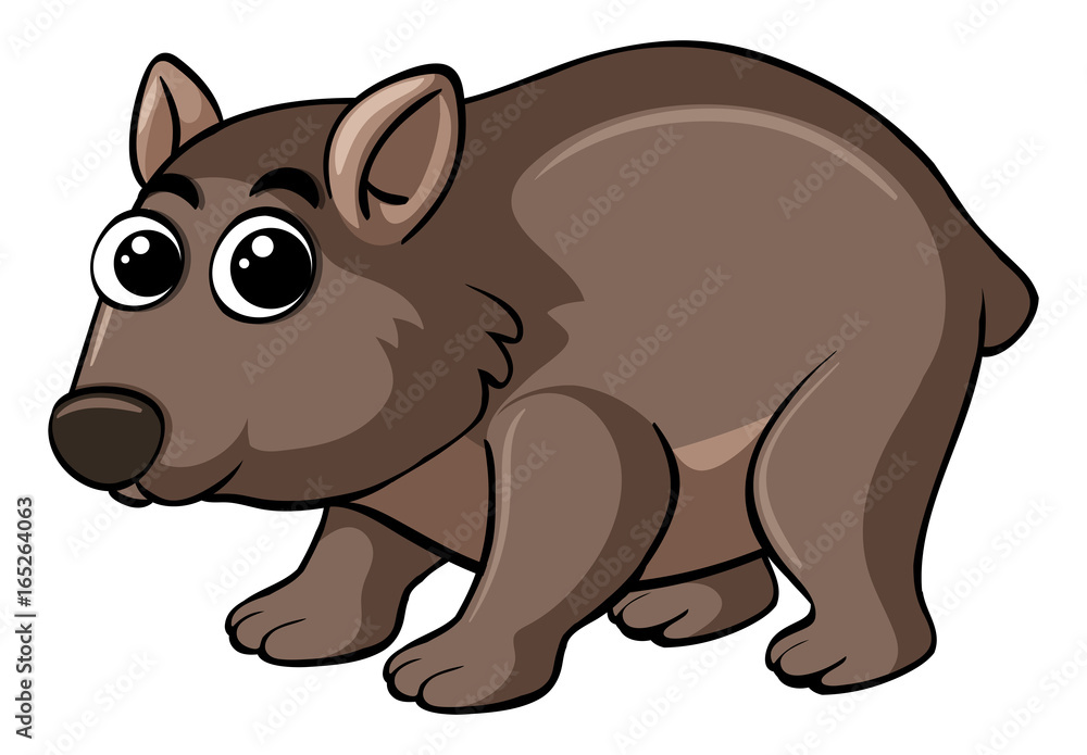 Fototapeta premium Wombat with happy face