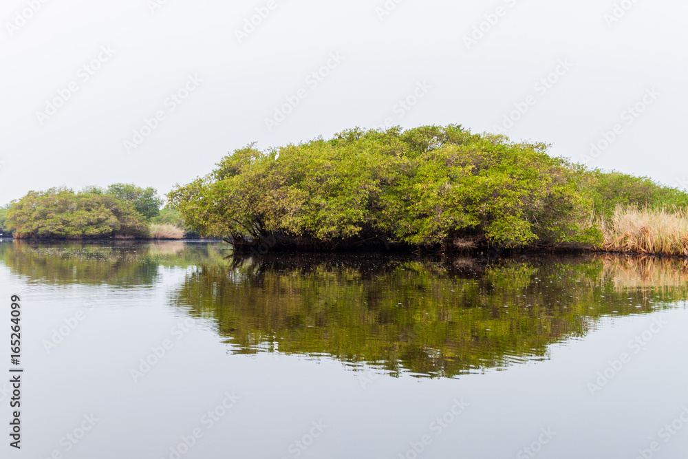 Wetlands of the wildlife reserve Biotopo Monterrico-Hawaii, Guatemala
