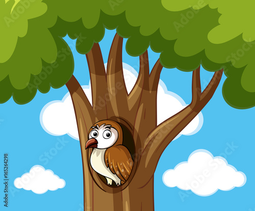 Brow owl in the hollow tree