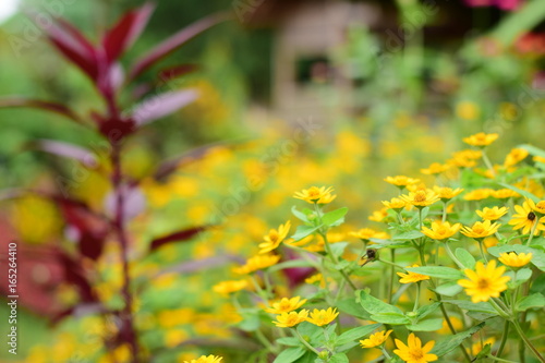 Yellow flowers in the garden
