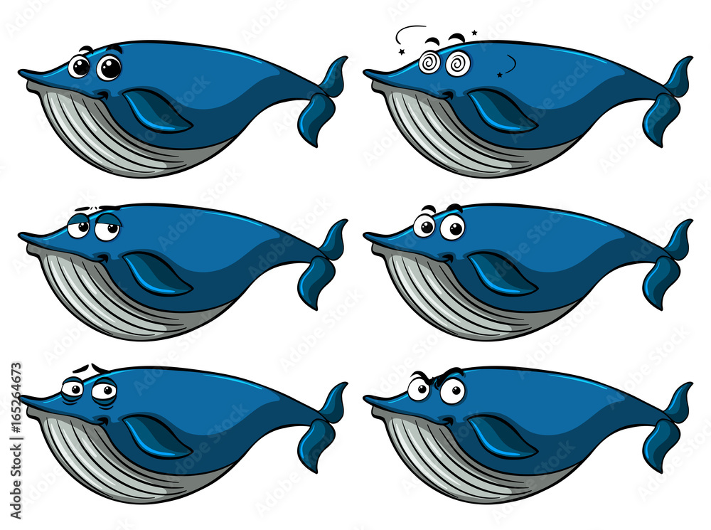 Blue whale with different facial expressions Blue whale with different facial expressions