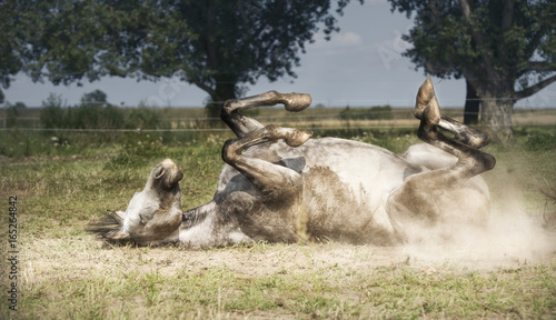 Fototapeta Naklejka Na Ścianę i Meble -  Grey Horse lies on his back , rolling and kicking at pasture background. Happy horses lifestyle and Appropriate attitude
