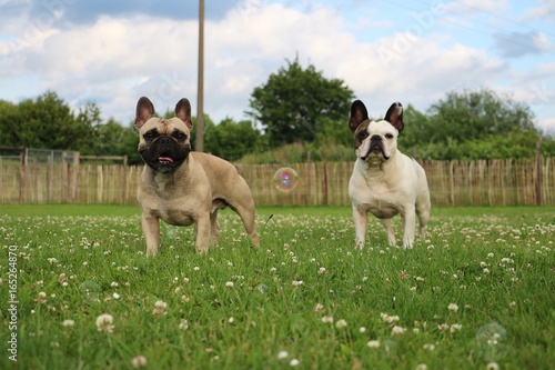 portrait von 2 französischen bulldoggen im garten mit seifenblase photo