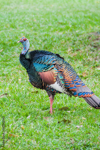 Ocellated turkey (Meleagris ocellata) in Guatemala, near Tikal ruins.