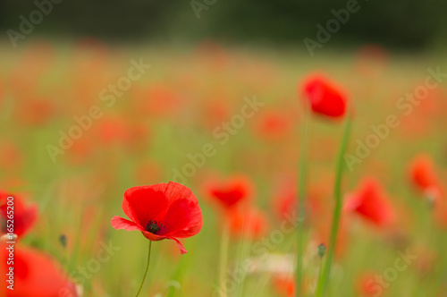 Poppy field © Bastian