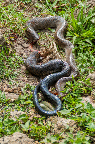 Indigo snake (Drymarchon corais) killed by a machete, Guatemala