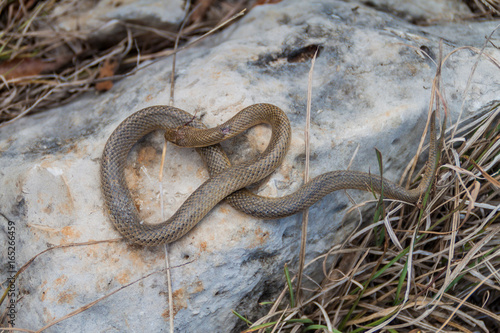 Dead Freminville's Scorpion-eating Snake (Stenorrhina freminvillei), northwestern Guatemala photo