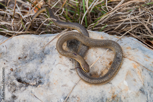 Dead Freminville's Scorpion-eating Snake (Stenorrhina freminvillei), northwestern Guatemala