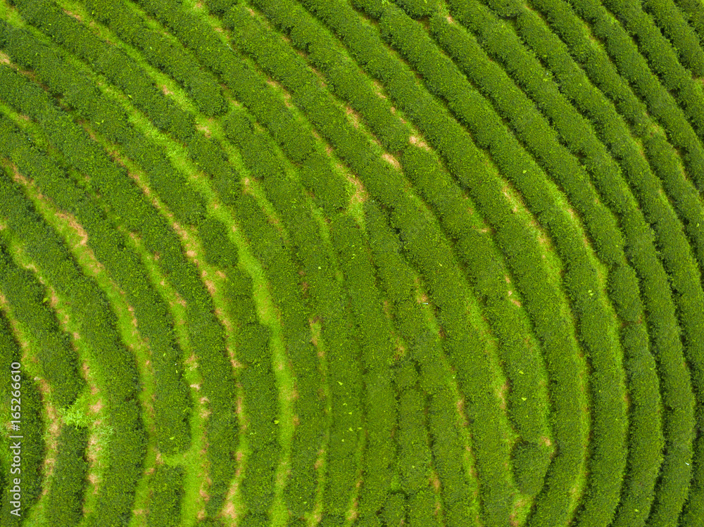 Aerial view of Tea plantation, Shot from drone Aerial view of Tea plantation, Shot from drone