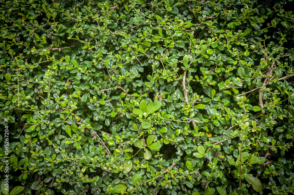 Brick Wall Green leaves