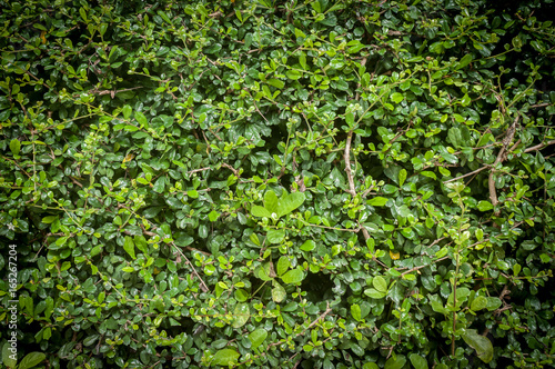 Brick Wall Green leaves