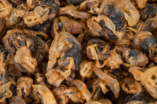 sea food sweet dried clams on background