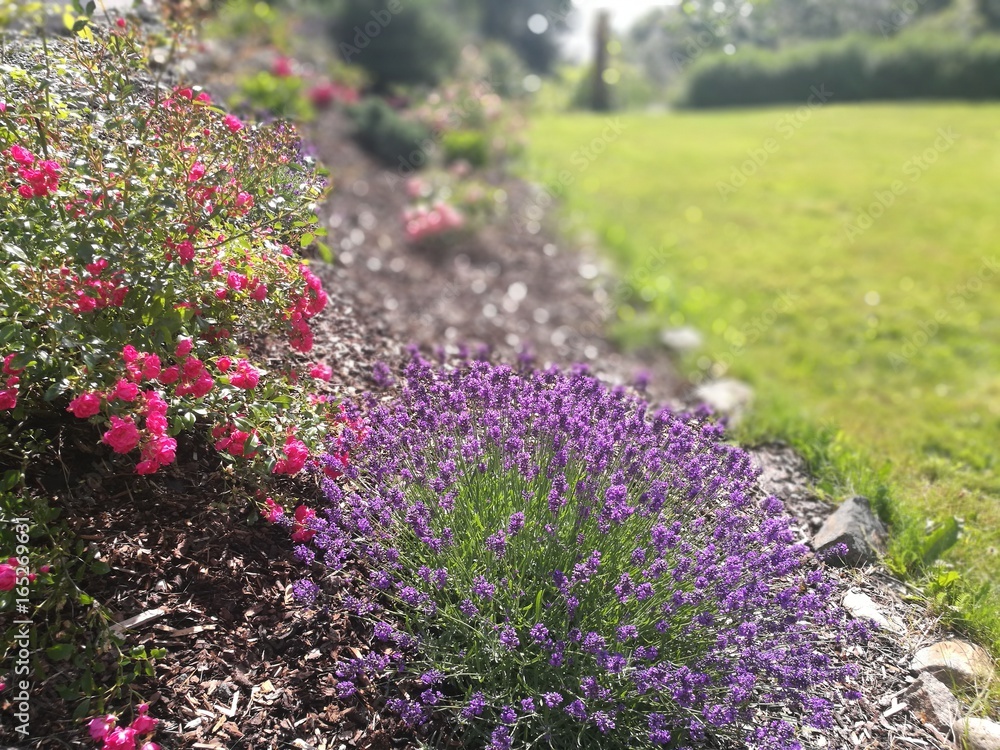Naklejka premium Garden, roses and lavender