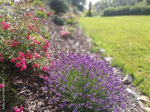 Garden, roses and lavender