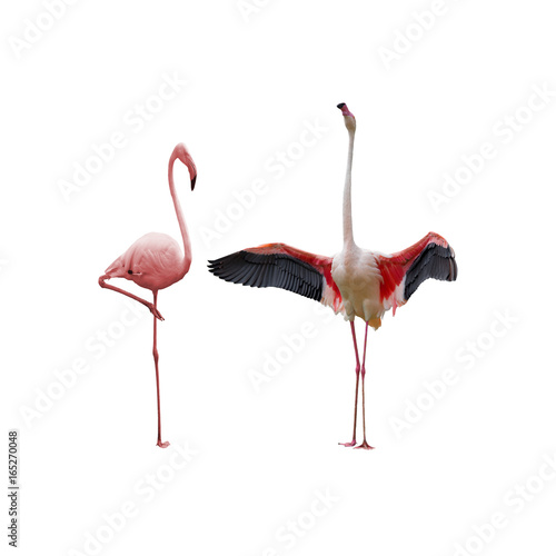 flamingo isolated on white background  © chamnan phanthong