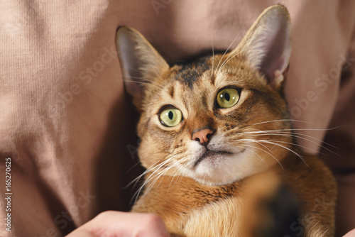 Obraz na plátně Teen girl with sad abyssinian cat on knees sitting on couch