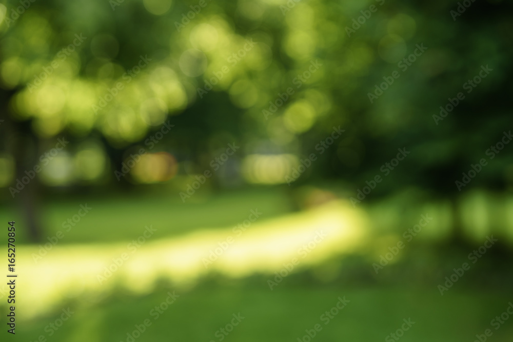 abstract blurred background of trees in park in sunny summer day - obrazy, fototapety, plakaty 