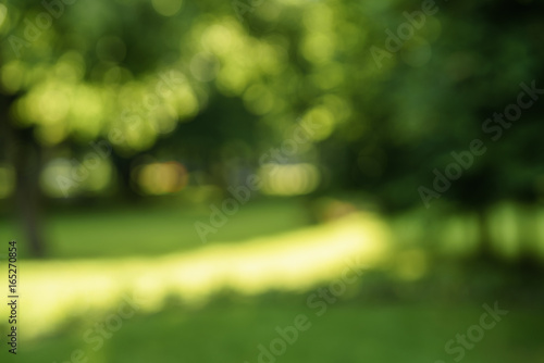 Fototapeta Naklejka Na Ścianę i Meble -  abstract blurred background of trees in park in sunny summer day