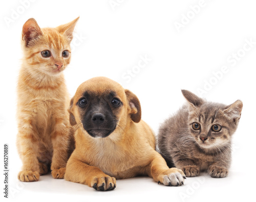 Kittens and puppy. © voren1