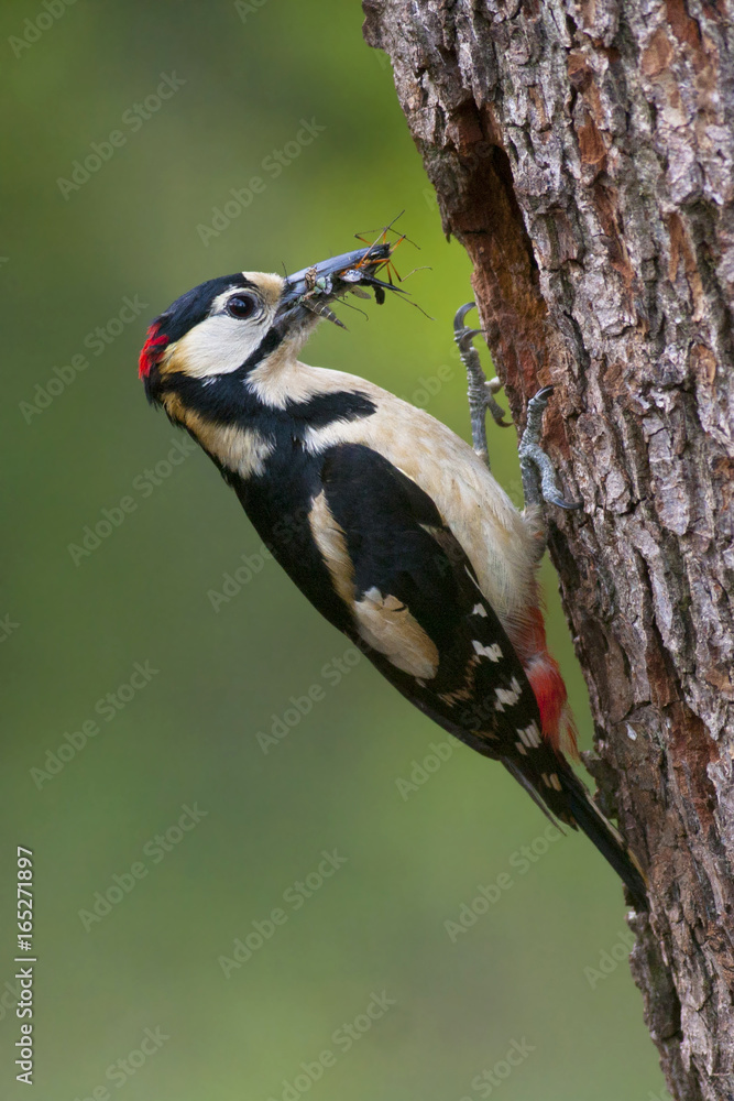 Obraz premium Male great woodpecker with beak full of food near his cavity