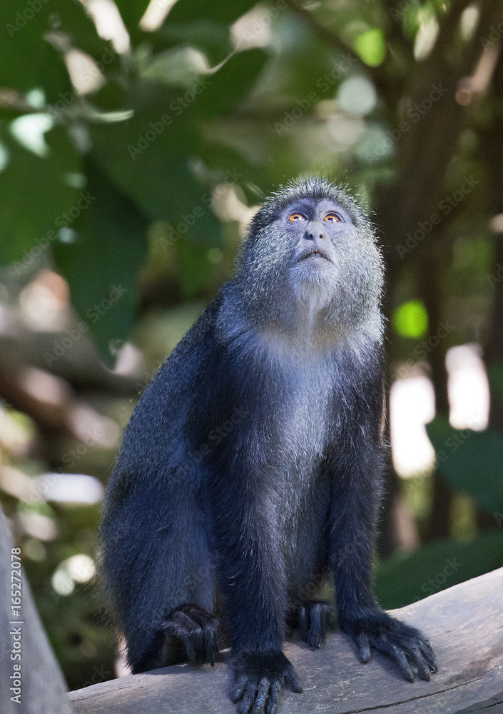 Fototapeta premium Beautiful cercopithecus (blue monkey) taken in Manyara jungle, Tanzania
