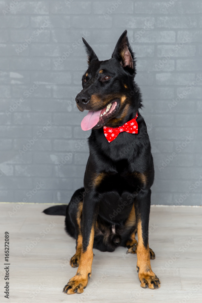 Beauceron dog with red bowtie, cute puppy Beauceron dog with red bowtie, cute puppy