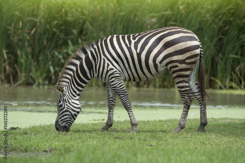 Beautiful zebra 