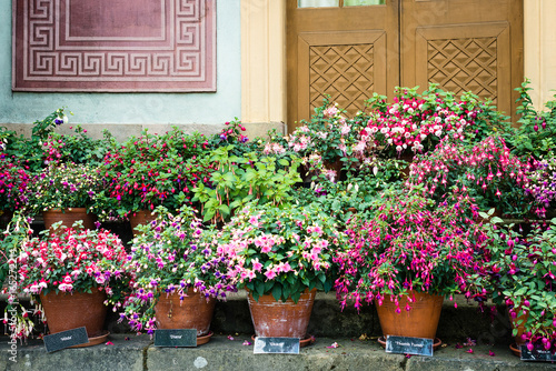 Fototapeta Variety of fuchsia in pots outside Chinese pavilion in Drottningholm Palace whic