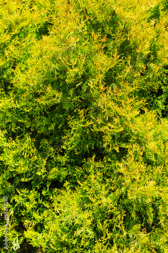 Three-dimensional structure of the plant thuja