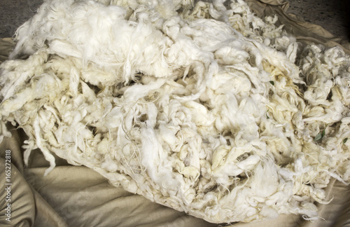 Sheep wool natural