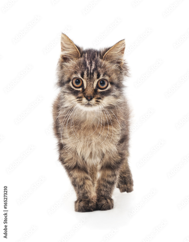 Fototapeta premium Little kitten.