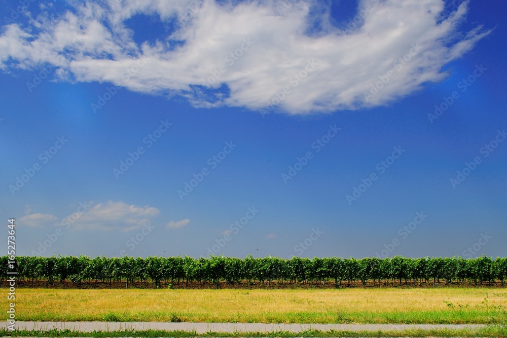 Minimalist view of vineyards along the path from Lake Neusiedl, Burgenland, Austria