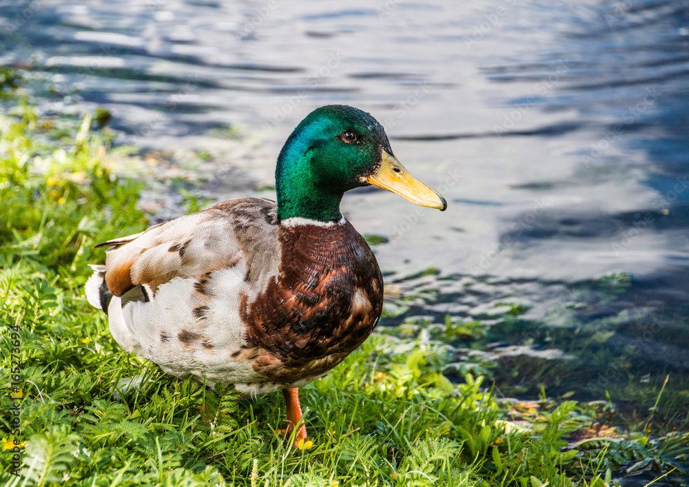 Male mallard duck walking on a the lawn Male mallard duck walking on a the lawn