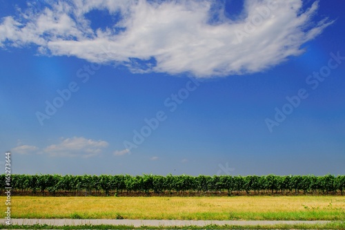 Minimalist view of vineyards along the path from Lake Neusiedl  Burgenland  Austria