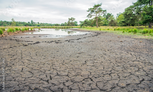 Принти на полотні Dried natural pond in a Dutch nature reserve