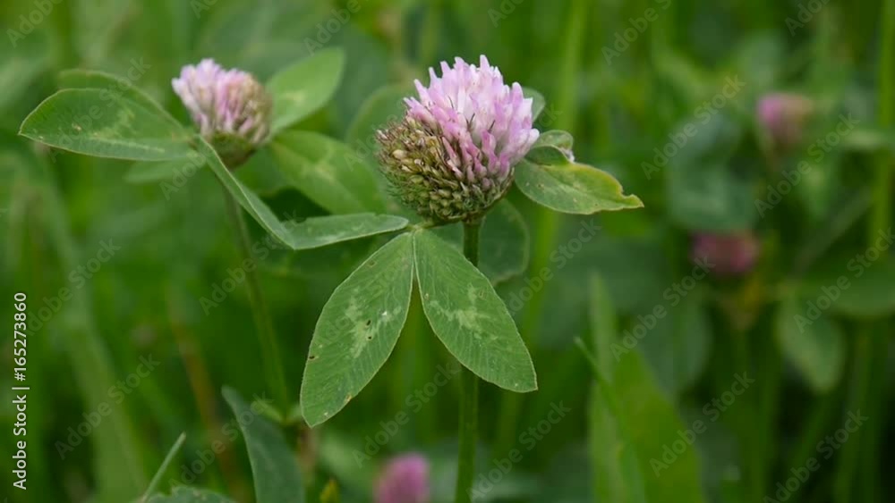 Clover blossom in a field in summer. Trifolium medium. Clover blossom in a field in summer. Trifolium medium.