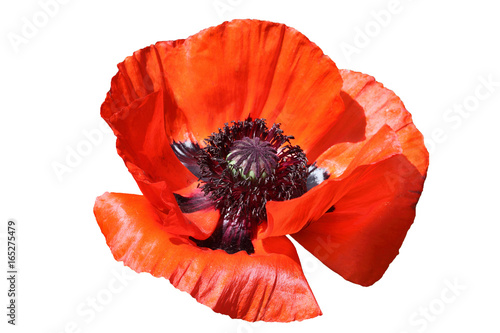Oriental red poppy cut out on and isolated on a white background