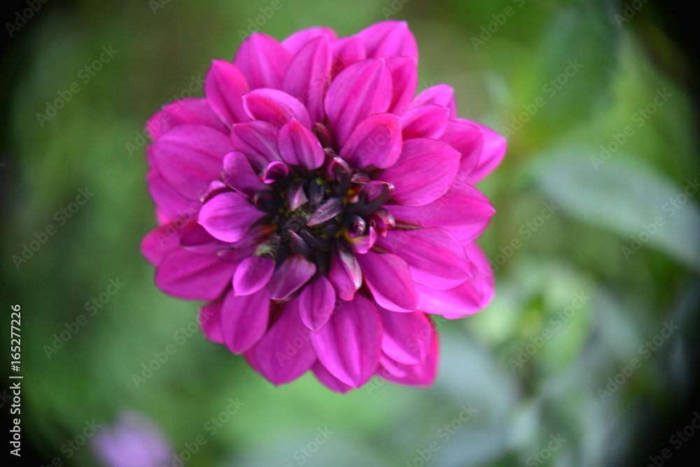 Obraz premium Summer garden