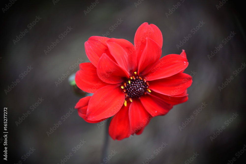 Dahlia Dahlia