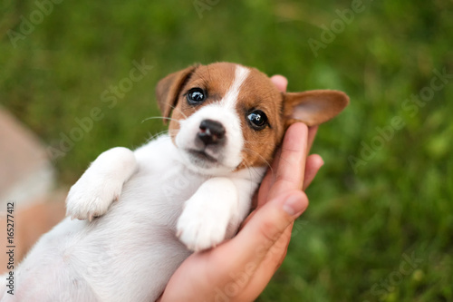 Man holding cute puppy Jack Russel in hands.