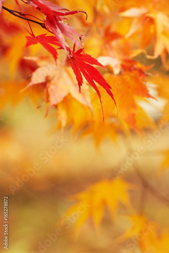 Autumn park  leaf background