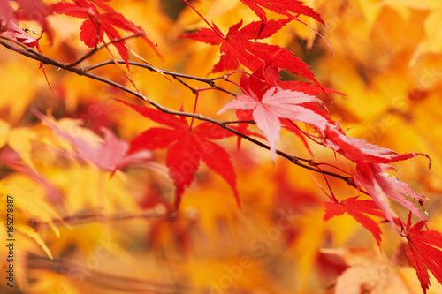 Autumn park leaf background