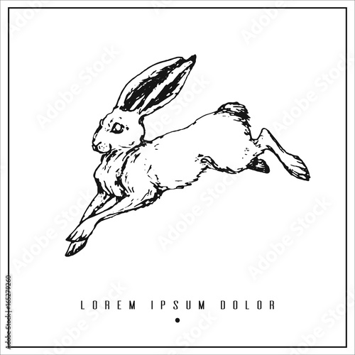 hand drawn isolated illustration with hare, rabbit and place for your text. minimalism vintage  invitation, label or card